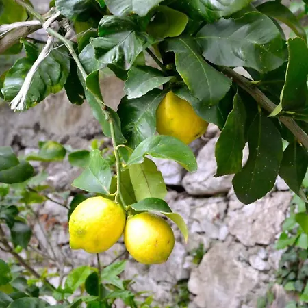 Daria A 2 Km Dal Mare Golfo Del Tigullio Lägenhet