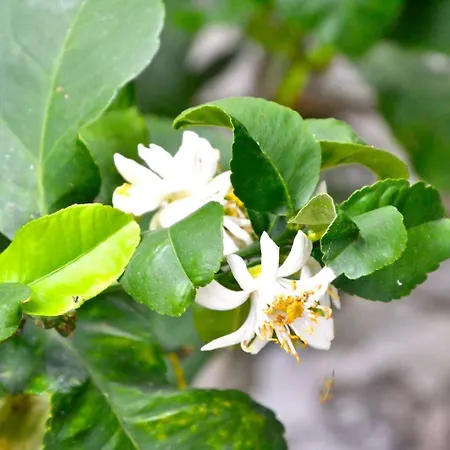 Daria A 2 Km Dal Mare Golfo Del Tigullio 키아바리