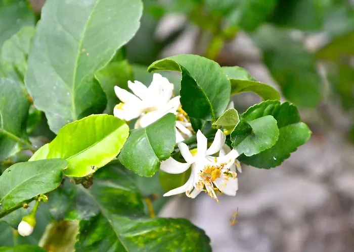 Daria A 2 Km Dal Mare Golfo Del Tigullio Chiavari